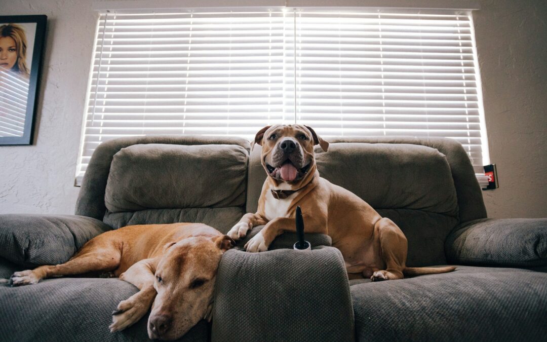Establishing an Odor-Free Environment for Your Furry Friends
