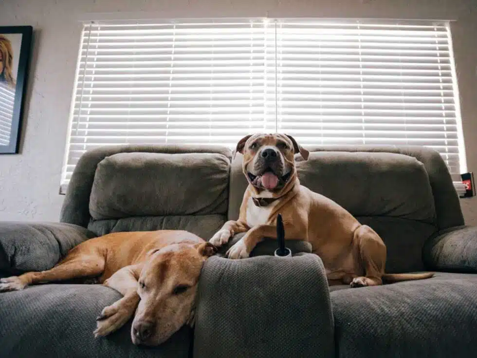 Establishing an Odor-Free Environment for Your Furry Friends