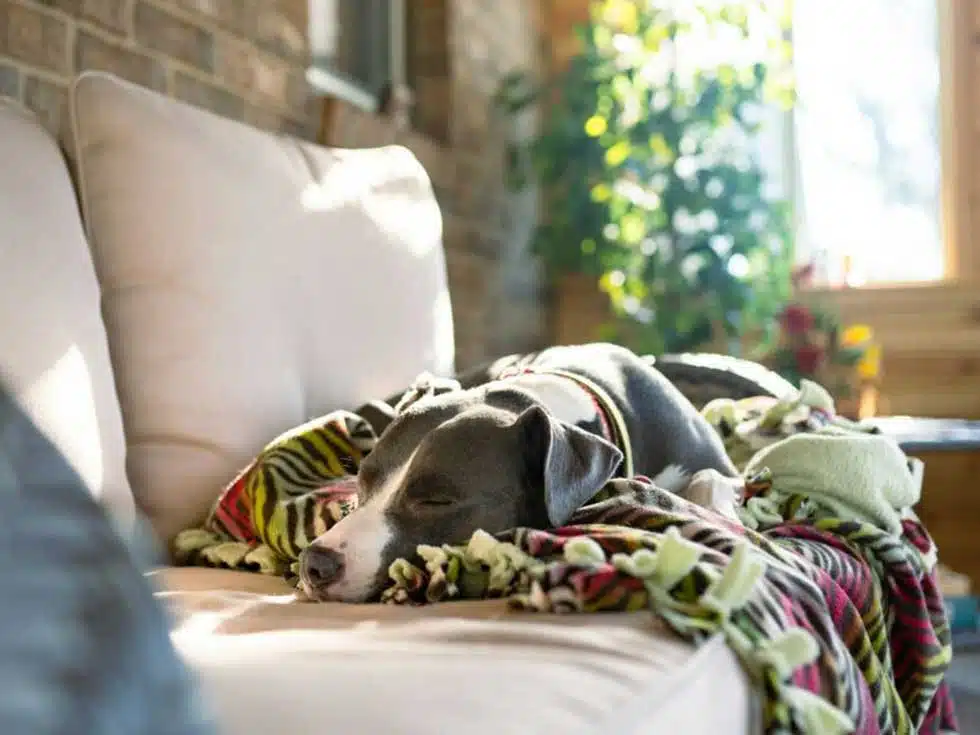 How to Effectively Eliminate Pet Odors from Your Home: Tips and Tricks
