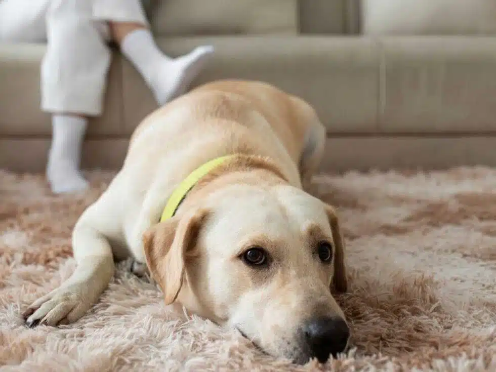 The Ultimate Guide to Pet Odor Removal: Keep Your Home Fresh and Welcoming