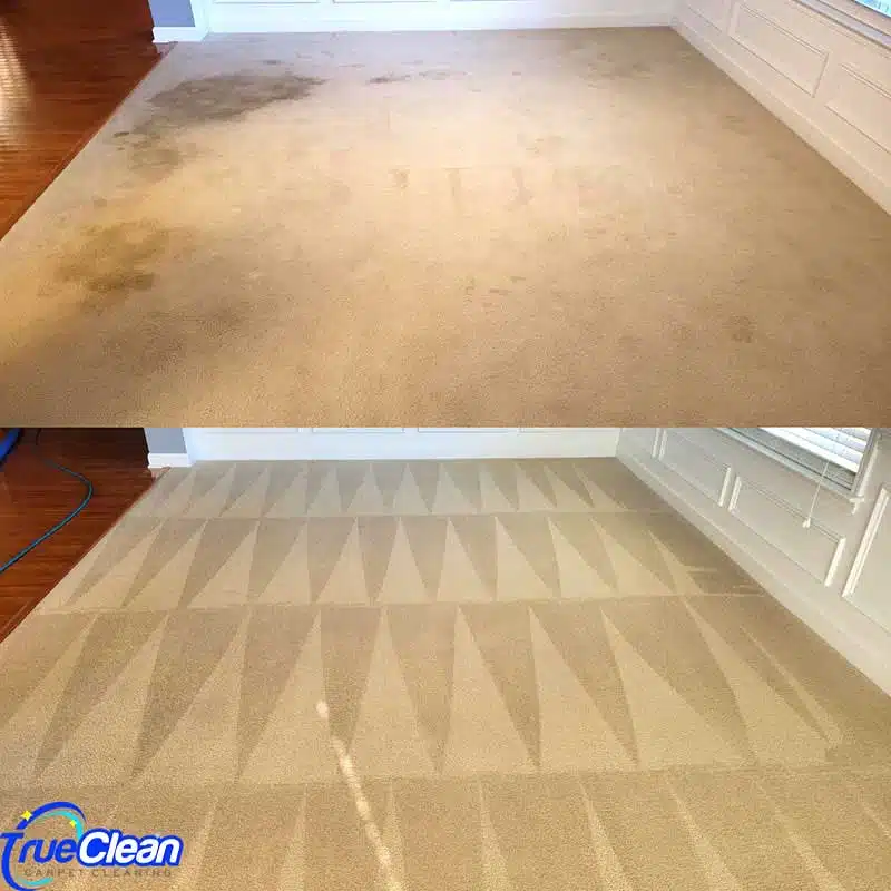 Carpet Cleaning Services