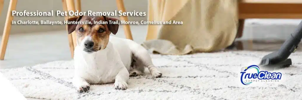 Pet Odor Removal in Charlotte NC