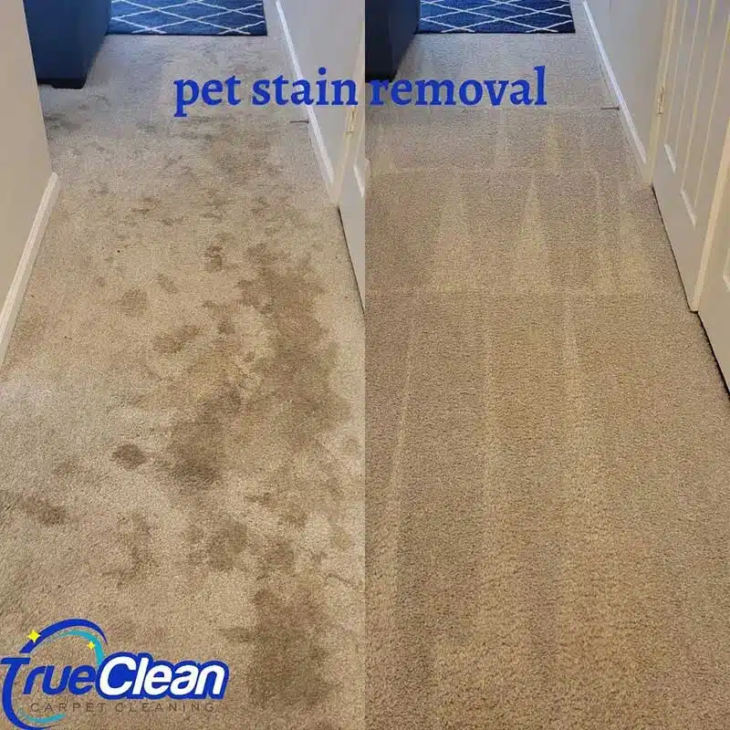 The Importance of Professional Pet Odor Removal for Your Carpets
