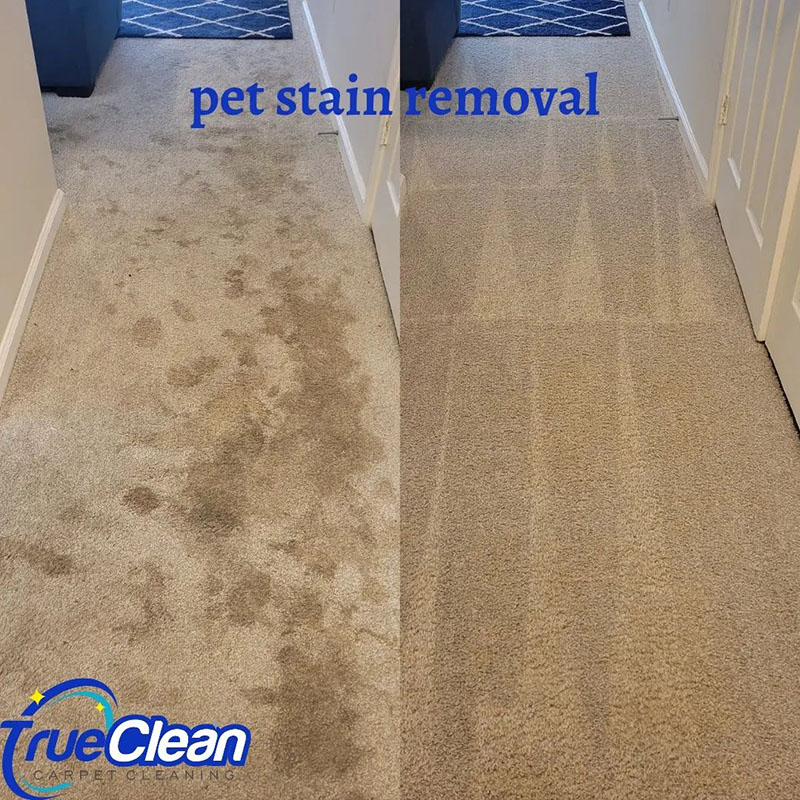 Pet  Stain and Odor Removal